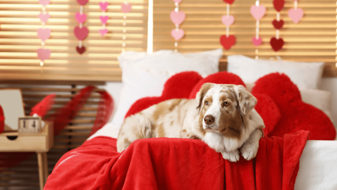 How single Americans are spending Valentine’s Day with their dogs